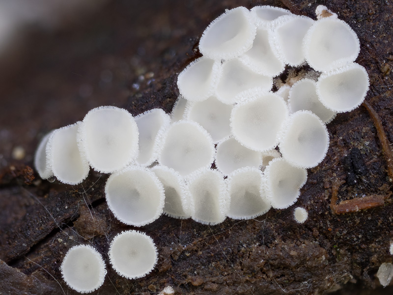 Lachnum pudibundum